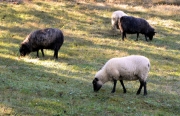 Abingdon VA Sheep