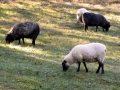 Abingdon VA Sheep