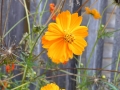Abingdon VA Flowers