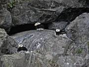 Alaska - Animals - Puffin