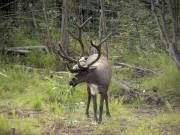 Alaska - Animals - Raindeer (Caribou)