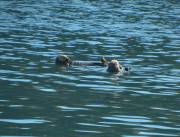 Alaska - Animals - Sea Otter