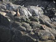 Alaska - Animals - Seals - 01