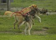 Alaska - Animals - Sled Dogs