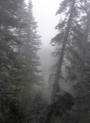 Alaska - Fog - Whitehorse to Skagway Train