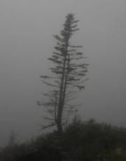 Alaska - Fog - Whitehorse to Skagway Train