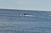 Alaska - Whale Tail