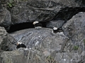 Alaska - Animals - Puffin