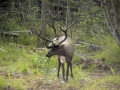 Alaska - Animals - Raindeer (Caribou)