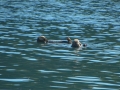 Alaska - Animals - Sea Otter
