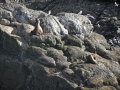 Alaska - Animals - Seals - 01