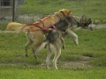 Alaska - Animals - Sled Dogs