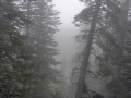 Alaska - Fog - Whitehorse to Skagway Train