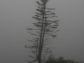Alaska - Fog - Whitehorse to Skagway Train