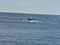 Alaska - Whale Tail
