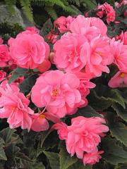 The Butchart Gardens-02