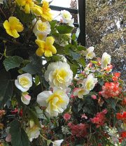 The Butchart Gardens-03