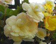 The Butchart Gardens-04