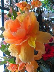 The Butchart Gardens-06