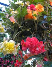 The Butchart Gardens-07