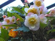 The Butchart Gardens-08