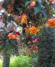 The Butchart Gardens-09