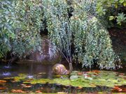 The Butchart Gardens Snail in Pond