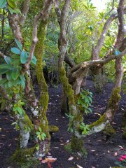 The Butchart Gardens-12