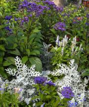 The Butchart Gardens-13