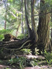 The Butchart Gardens-14