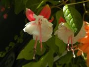 The Butchart Gardens Fuchsia 'Swingtime'