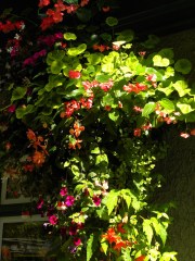 The Butchart Gardens-22