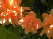 The Butchart Gardens-23