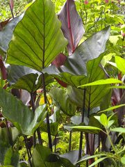 The Butchart Gardens-35