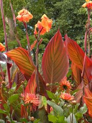 The Butchart Gardens-36