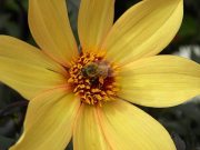 The Butchart Gardens Dahlia 'Bishop of York'