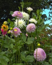 The Butchart Gardens-55