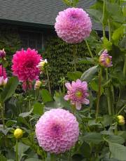 The Butchart Gardens Dahlia-01