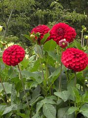 The Butchart Gardens Dahlia-02