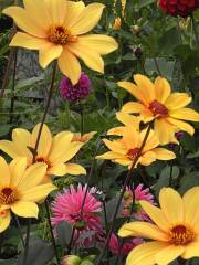 The Butchart Gardens Dahlia 'Bishop of York'