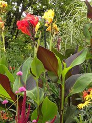 The Butchart Gardens Canna Lily
