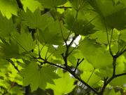 The Butchart Gardens-63