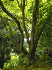 The Butchart Gardens Japanese Garden-01