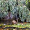 The Butchart Gardens Snail in Pond