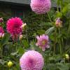 The Butchart Gardens Dahlia-01