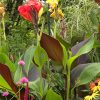 The Butchart Gardens Canna Lily