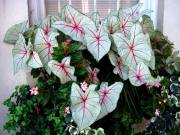 Charleston SC - Floral