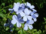 Charleston SC - Floral