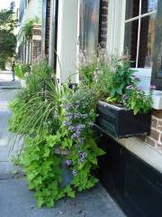 Charleston SC - Flower box