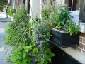 Charleston SC - Flower box